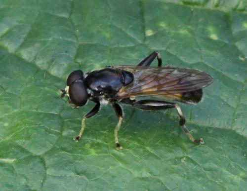 Réf. 218 622 : Xylota segnis